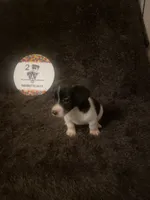 Quinn, a female Jack Russell Terrier for sale in Magnolia, AR – 3 of 3
