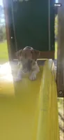 Perry, a male Jack Russell Terrier for sale in Little Rock, AR – 2 of 3