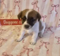 Tilly, a female Jack Russell Terrier for sale in Magnolia, AR – Photo 1 of 2