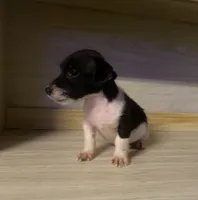 Nora , a female Jack Russell Terrier for sale in Magnolia, AR – 2 of 5