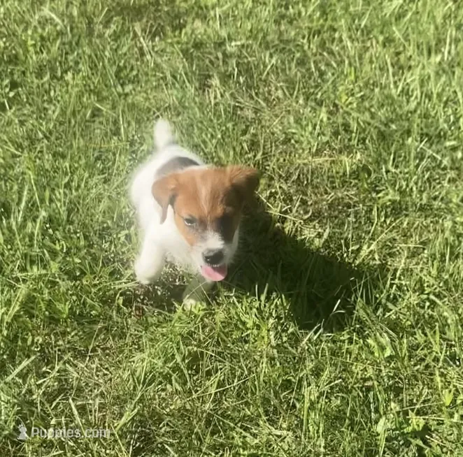 Parker – Jack Russell Terrier puppy for sale in Little Rock, AR