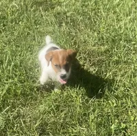 Parker, a male Jack Russell Terrier for sale in Little Rock, AR – 1 of 2