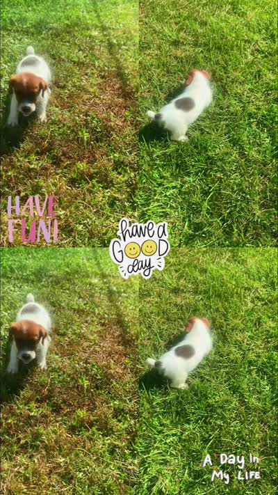 Parker, a male Jack Russell Terrier for sale in Little Rock, AR – 2 of 2
