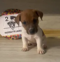 Rory, a male Jack Russell Terrier for sale in Memphis, TN – 2 of 4