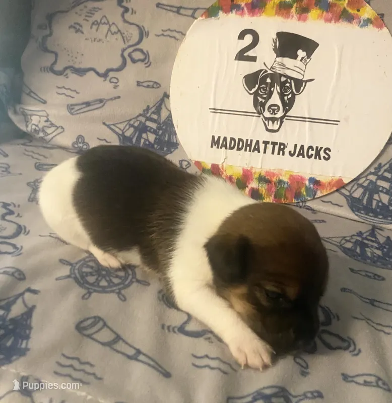 Paul – Jack Russell Terrier puppy for sale in Magnolia, AR