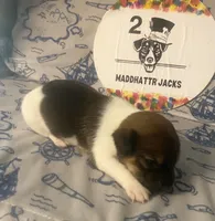 Paul, a male Jack Russell Terrier for sale in Magnolia, AR – 1 of 3