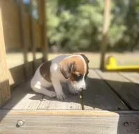 Barret, a male Jack Russell Terrier for sale in Little Rock, AR – 2 of 4