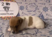 Rory, a male Jack Russell Terrier for sale in Magnolia, AR – 2 of 3