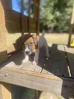 Beckham, a male Jack Russell Terrier for sale in Little Rock, AR – 3 of 5