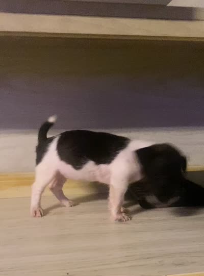 Nora , a female Jack Russell Terrier for sale in Magnolia, AR – 3 of 5