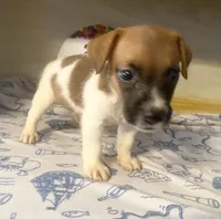 Perry, a male Jack Russell Terrier for sale in Memphis, TN – 6 of 6