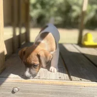 Beckham, a male Jack Russell Terrier for sale in Little Rock, AR – 5 of 5