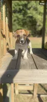 Perry, a male Jack Russell Terrier for sale in Little Rock, AR – 3 of 3