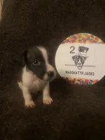 Quest, a male Jack Russell Terrier for sale in Magnolia, AR – 3 of 4