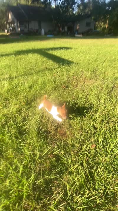Denver, a male Jack Russell Terrier for sale in Little Rock, AR – 3 of 3