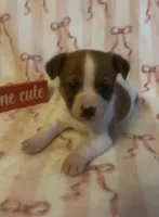 Iron, a male Jack Russell Terrier for sale in Magnolia, AR – Photo 1 of 2