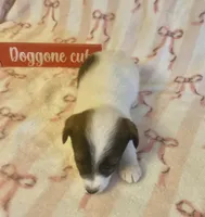 Trixi, a female Jack Russell Terrier for sale in Magnolia, AR – Photo 2 of 2