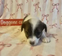 Trixi, a female Jack Russell Terrier for sale in Magnolia, AR – Photo 1 of 2