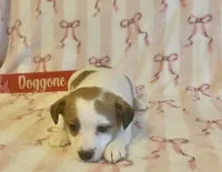 Trish, a female Jack Russell Terrier for sale in Magnolia, AR – Photo 2 of 2