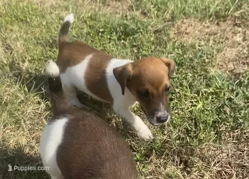 Pierce – Jack Russell Terrier puppy for sale in Little Rock, AR