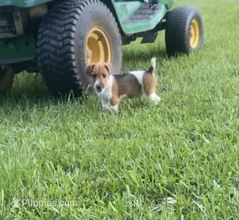 Sunny – Jack Russell Terrier puppy for sale in Magnolia, AR