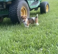 Sunny, a male Jack Russell Terrier for sale in Magnolia, AR – 1 of 2