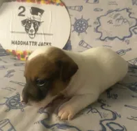 Ryatt, a male Jack Russell Terrier for sale in Magnolia, AR – 3 of 4
