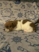 Rea, a female Jack Russell Terrier for sale in Magnolia, AR – 3 of 3