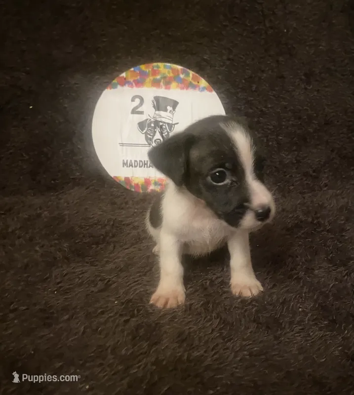 Quest – Jack Russell Terrier puppy for sale in Magnolia, AR