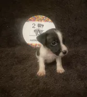 Quest, a male Jack Russell Terrier for sale in Magnolia, AR – 1 of 4