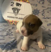 Polo, a female Jack Russell Terrier for sale in Magnolia, AR – 2 of 3