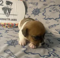Rea, a female Jack Russell Terrier for sale in Magnolia, AR – 2 of 3