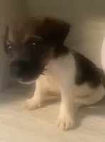 Phoebe, a female Jack Russell Terrier for sale in Memphis, TN – 3 of 3