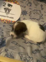 Parker, a male Jack Russell Terrier for sale in Magnolia, AR – 3 of 3