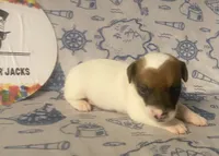 Ryatt, a male Jack Russell Terrier for sale in Magnolia, AR – 2 of 4