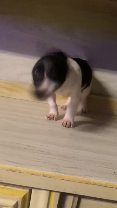 Nash, a male Jack Russell Terrier for sale in Magnolia, AR – 3 of 3
