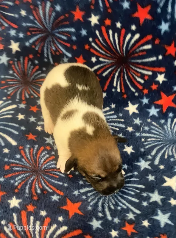 Phoebe – Jack Russell Terrier puppy for sale in Magnolia, AR