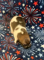 Phoebe, a female Jack Russell Terrier for sale in Magnolia, AR – 1 of 2