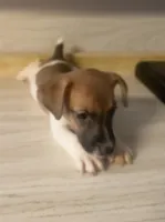 Peter, a male Jack Russell Terrier for sale in Memphis, TN – 5 of 7