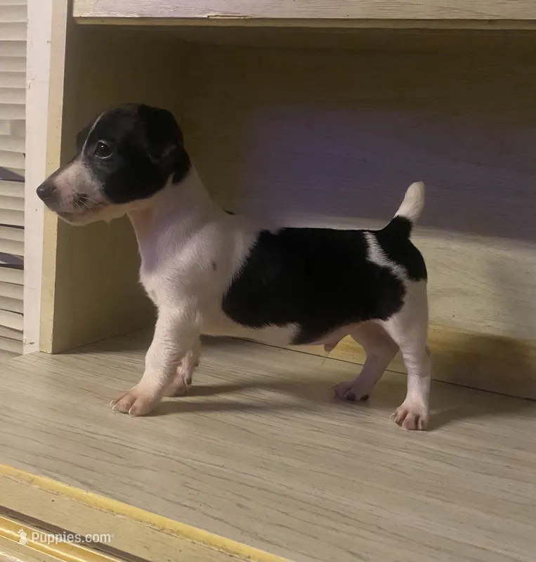 Nash – Jack Russell Terrier puppy for sale in Magnolia, AR