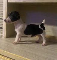 Nash, a male Jack Russell Terrier for sale in Magnolia, AR – 1 of 3