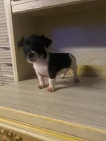 Nora , a female Jack Russell Terrier for sale in Magnolia, AR – 5 of 5