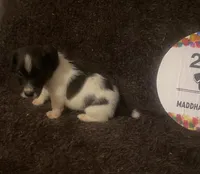 Quill , a male Jack Russell Terrier for sale in Magnolia, AR – 2 of 4