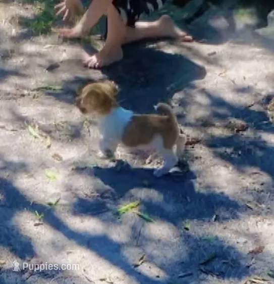 Denver – Jack Russell Terrier puppy for sale in Little Rock, AR