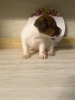Parker, a male Jack Russell Terrier for sale in Memphis, TN – 4 of 5