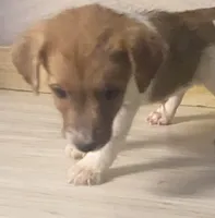 Denver, a male Jack Russell Terrier for sale in Fulton, KY – 2 of 2