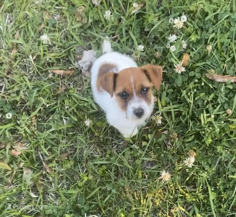 Maddie – Jack Russell Terrier puppy for sale in Magnolia, AR