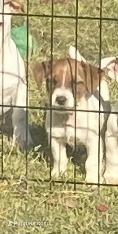 Maddie – Jack Russell Terrier puppy for sale in Magnolia, AR