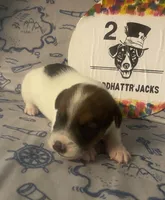 Parker, a male Jack Russell Terrier for sale in Magnolia, AR – 2 of 3