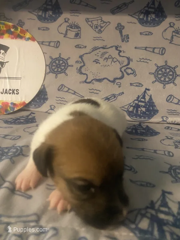 Pippa – Jack Russell Terrier puppy for sale in Magnolia, AR